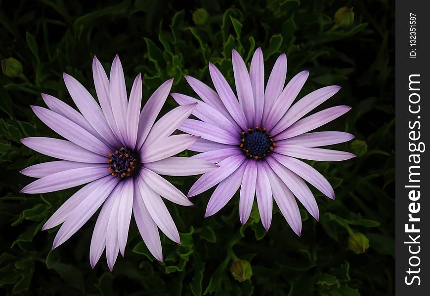 Flower, Flora, Plant, Purple