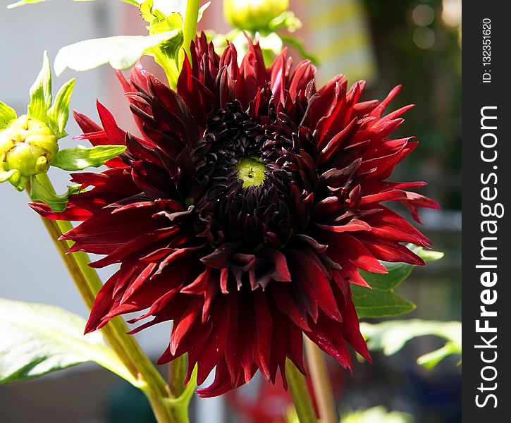 Flower, Plant, Flowering Plant, Blanket Flowers