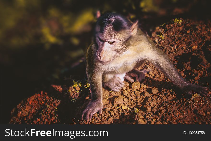 Macaque, Fauna, Mammal, Wildlife