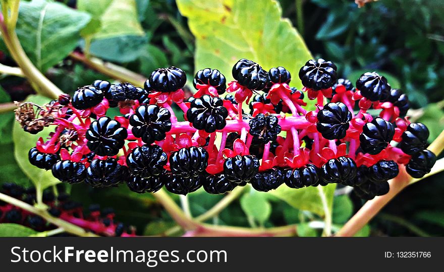 Plant, Berry, Mulberry, Fruit