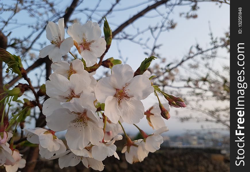 White, Flower, Blossom, Spring