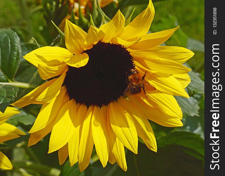 Flower, Sunflower, Yellow, Nectar