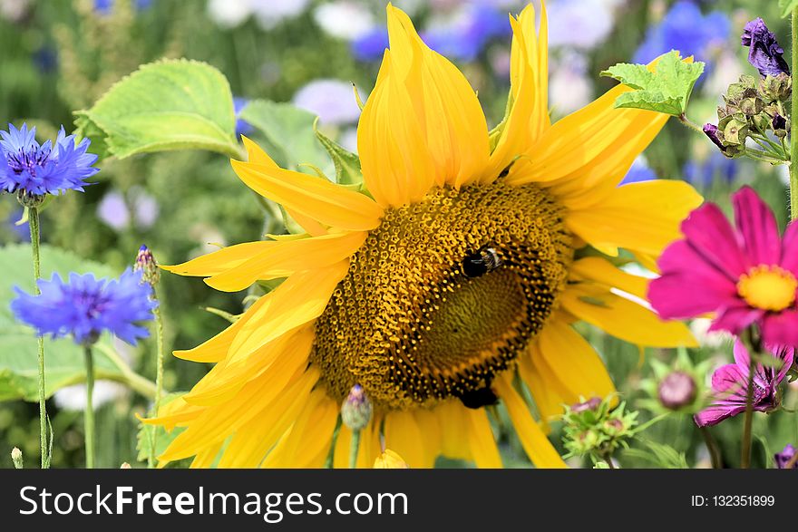 Flower, Sunflower, Honey Bee, Nectar