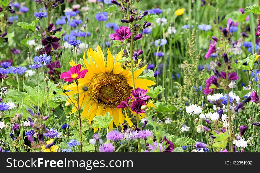 Flower, Wildflower, Plant, Flora