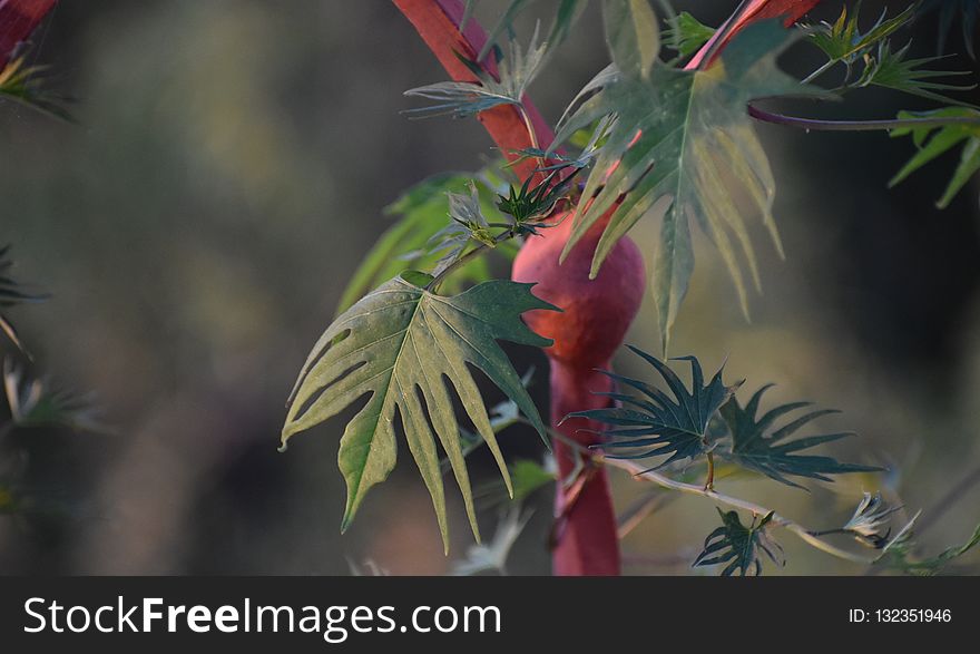 Flora, Vegetation, Plant, Branch