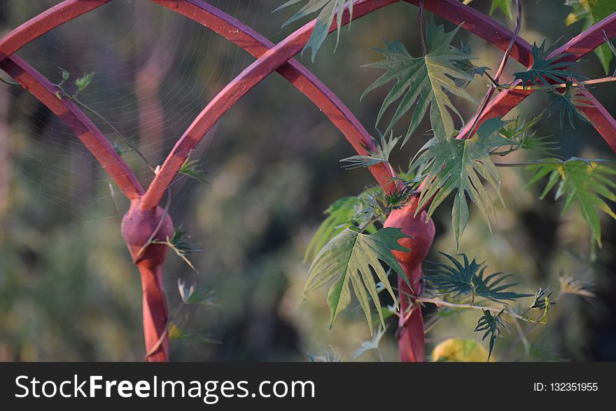 Vegetation, Flora, Branch, Plant