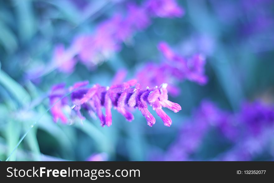 Purple, Violet, Close Up, Flower