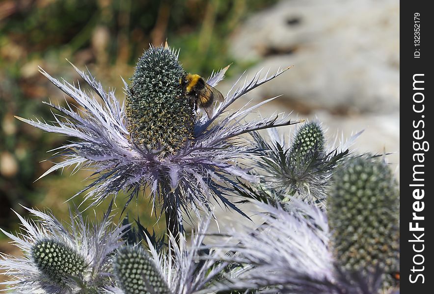 Plant, Flora, Flower, Vegetation