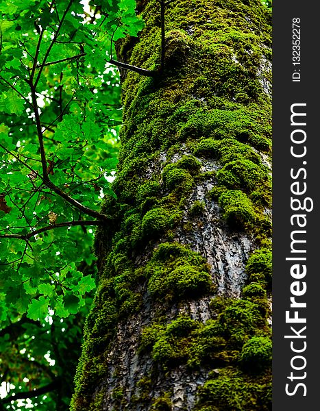 Tree, Vegetation, Green, Nature