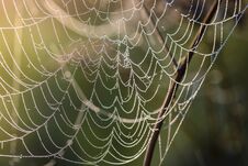 Fragment Of Spiderweb At Dawn, Which Is Covered With Dew Drops Stock Photos Fragment Of Spiderweb At Dawn, Which Is Covered With Dew Drops Stock Photos