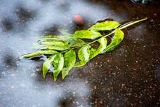 Branch Of A Plant In A Puddle On The Pavement And A Reflection Of The Blue Sky Royalty Free Stock Image