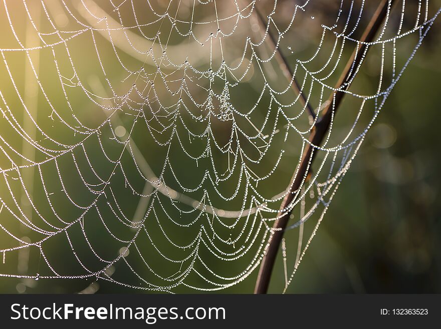 Fragment Of Spiderweb At Dawn, Which Is Covered With Dew Drops