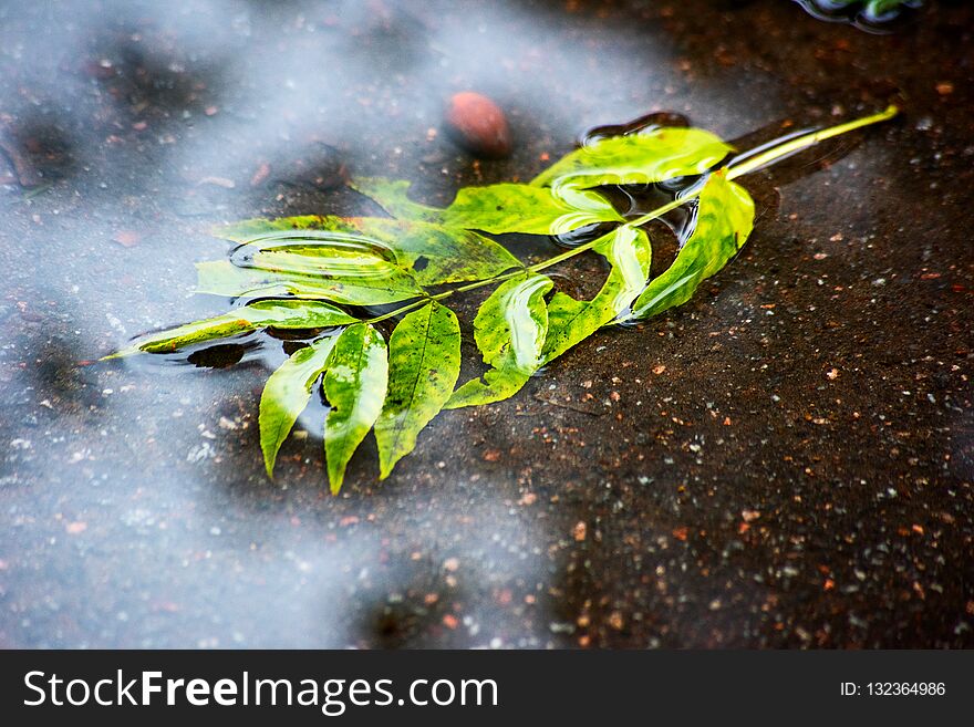Background with a branch of a plant in a puddle on the pavement and a reflection of the blue sky