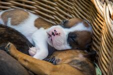 Sleeping Puppies In A Basket Stock Image