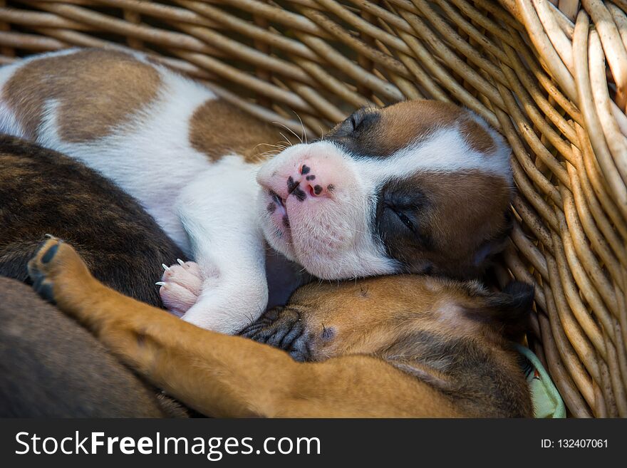 Sleeping boxer puppies in a wicker basket - close up. Sleeping boxer puppies in a wicker basket - close up