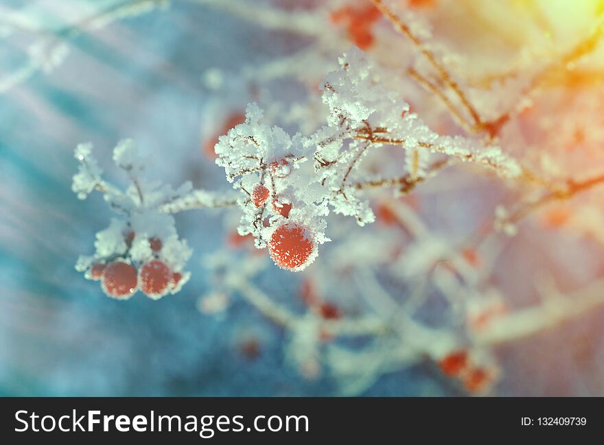 Red Berries Of Viburnum With Hoarfrost