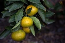 Mandarins Or Tangerines On A Tree Royalty Free Stock Image
