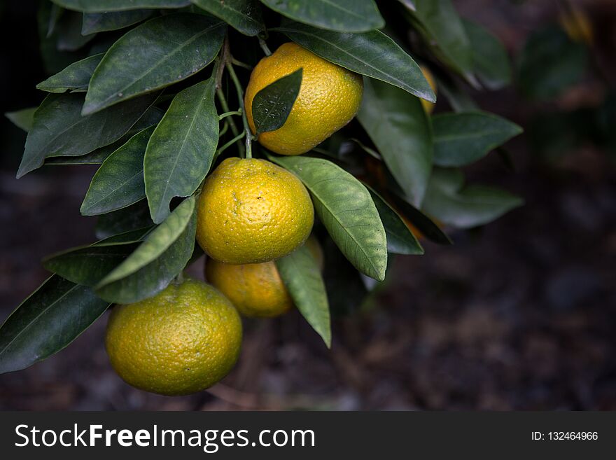 Mandarins or tangerines on a tree