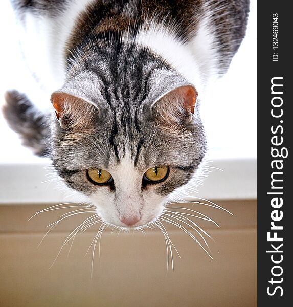 Cute cat of black and white color with yellow eyes is closely watching the events.