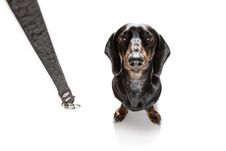 Dog And Owner With Leash Stock Photo