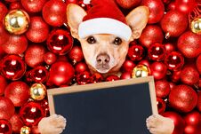 Christmas Santa Claus Dog And Xmas Balls Stock Photos
