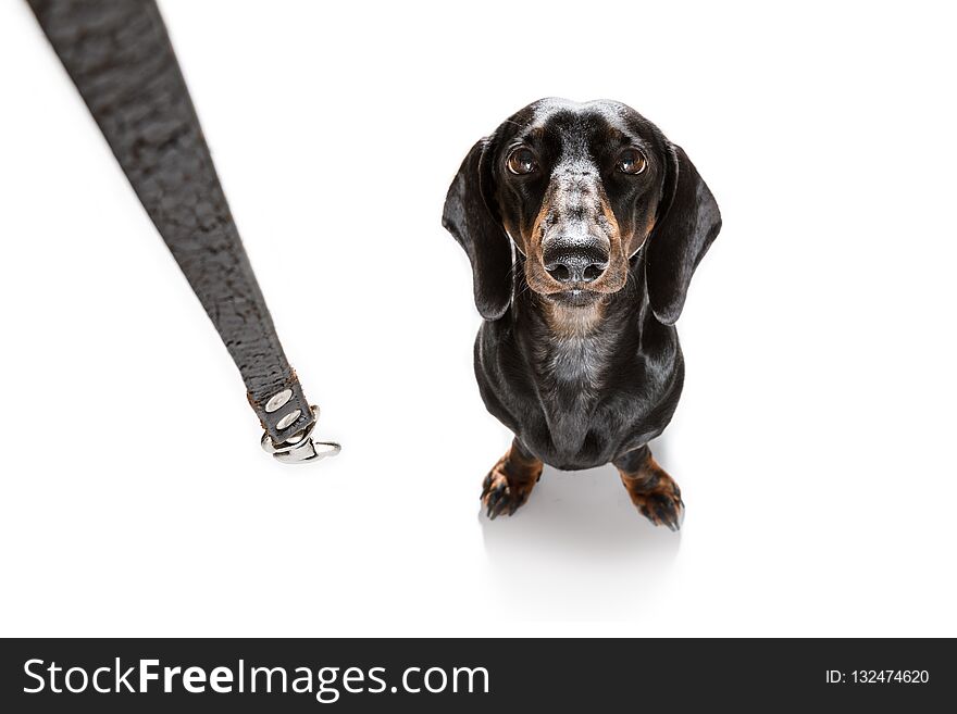 Dachshund or sausage dog waiting for owner to play and go for a walk with leash, isolated on white background. Dachshund or sausage dog waiting for owner to play and go for a walk with leash, isolated on white background