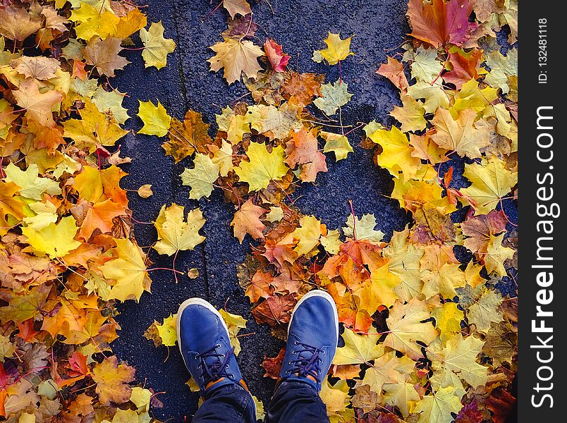 Fall in Saint Petersburg. Blue mens shoes on the wet concrete asphalt road covered with orange and red maple leaves. Fall in Saint Petersburg. Blue mens shoes on the wet concrete asphalt road covered with orange and red maple leaves.