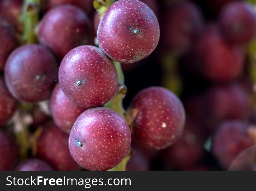 Close-up Of Ripe Palm Fruits