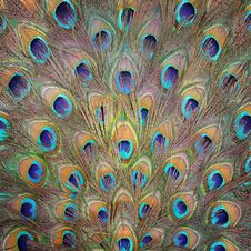 Peacock Feather Pattern Texture Background Royalty Free Stock Photography