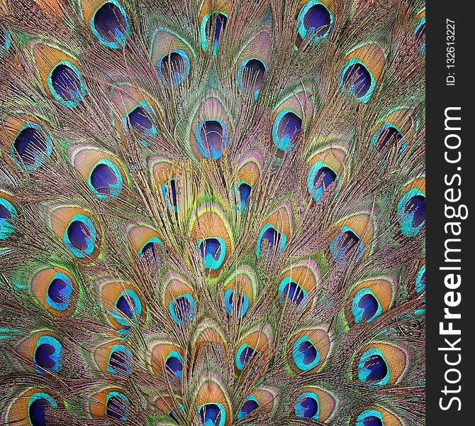 Peacock feather pattern texture background