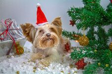 Little Puppy Celebrates New Year Stock Photo