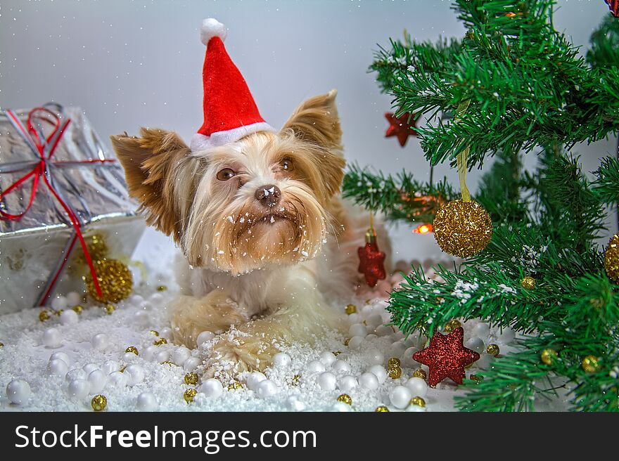 Little puppy celebrates new year