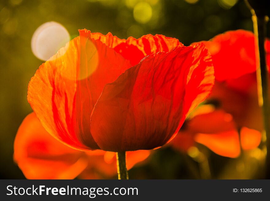 Red Poppies In The Morning Light. Large Red Petals