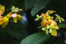 The Bee Is Flying With Yellow Flowers. Royalty Free Stock Images The Bee Is Flying With Yellow Flowers. Royalty Free Stock Images