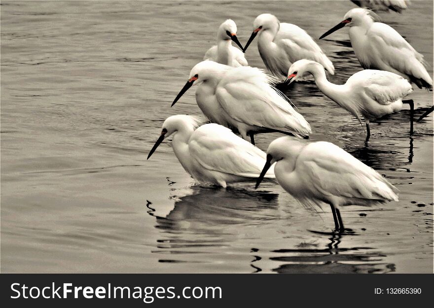 Egret Feeding Frenzy
