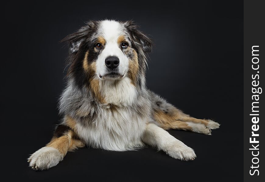 Beautiful adult Australian Shephard dog laying down front view, looking straight at camera with brown with blue spotted eyes. Mouth closed. Isolated on black background. Beautiful adult Australian Shephard dog laying down front view, looking straight at camera with brown with blue spotted eyes. Mouth closed. Isolated on black background.