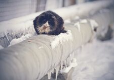 Frozen Homeless Cat Basking In The Winter On The Pipes Royalty Free Stock Photo