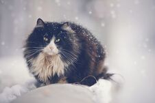 Frozen Dirty Homeless Black Cat In Winter Royalty Free Stock Photos