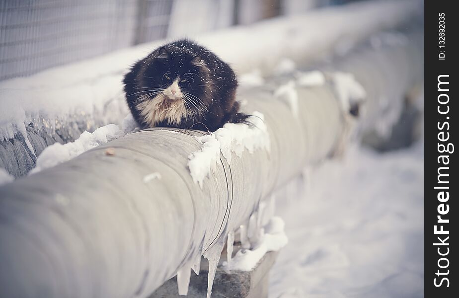 Frozen homeless black cat basking in the winter on the pipes