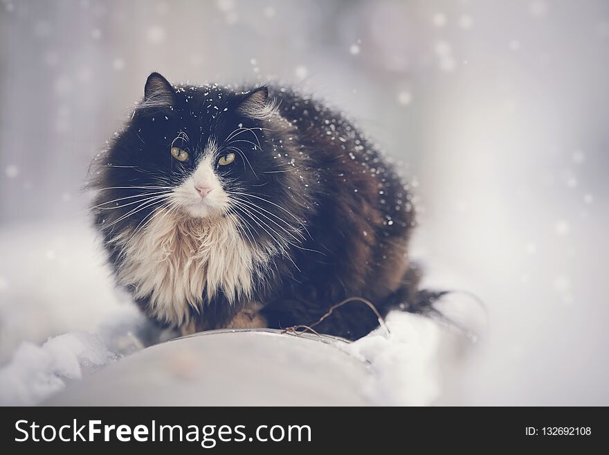 Frozen dirty homeless black furry cat in winter