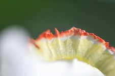 Narcissus Royalty Free Stock Image Narcissus Royalty Free Stock Image