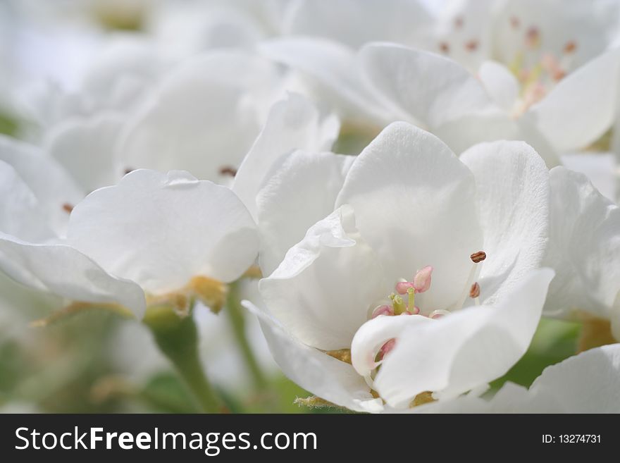 White flowers, spring flowers, petals