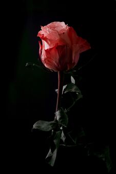 Red Rose Flower On Black Background Royalty Free Stock Image