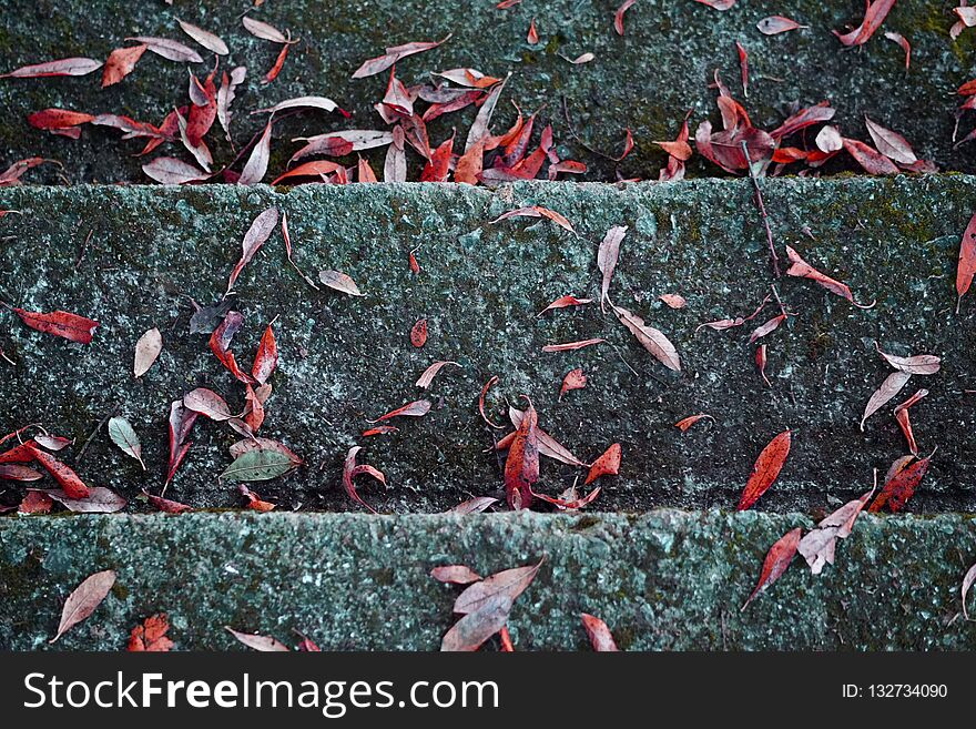 The colorful leaves in the nature in the mountain outdoors