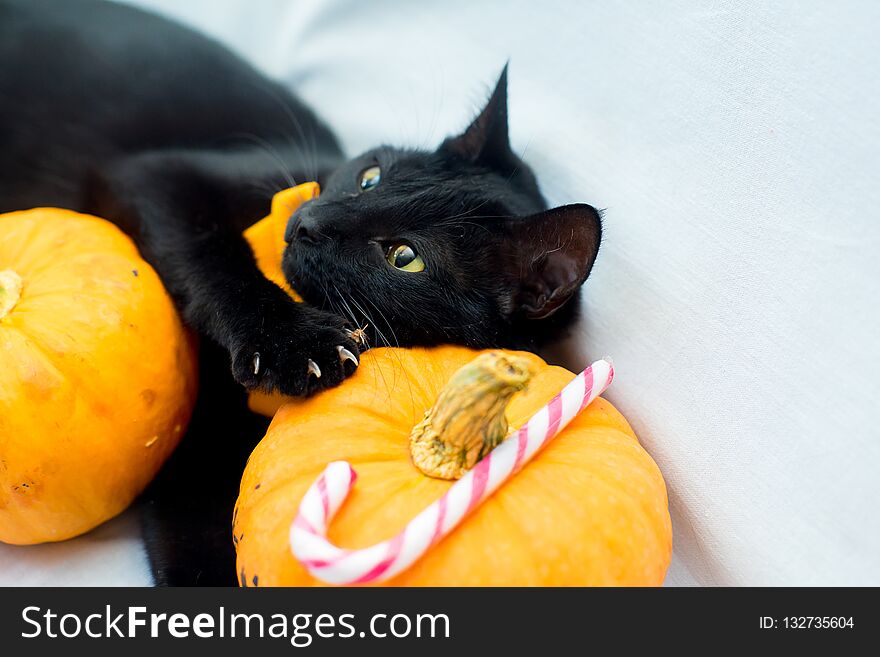 Halloween Cat With An Orange Bow Tie