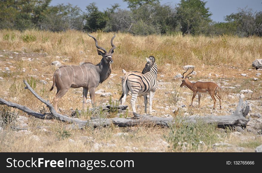Wildlife, Ecosystem, Fauna, Antelope