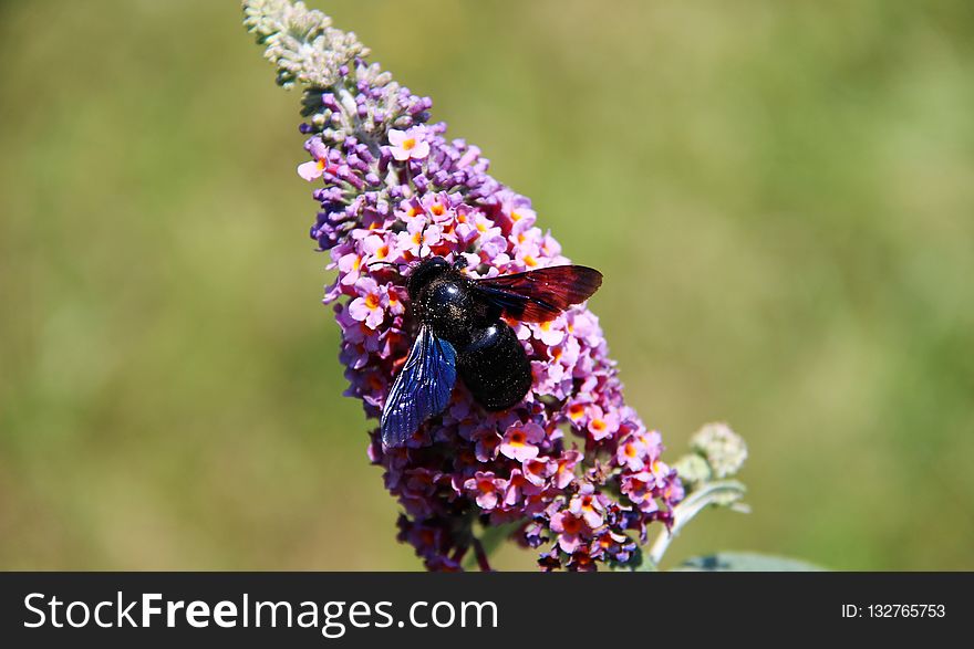 Insect, Nectar, Pollinator, Bee