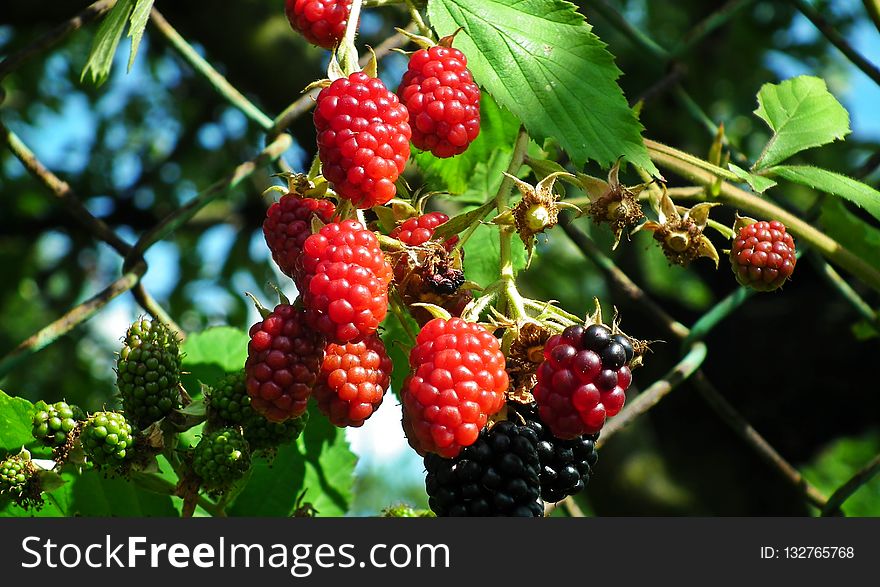Berry, Mulberry, Fruit, Raspberries Blackberries And Dewberries