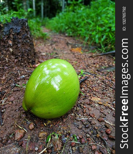 Green, Plant, Cucumber Gourd And Melon Family, Produce