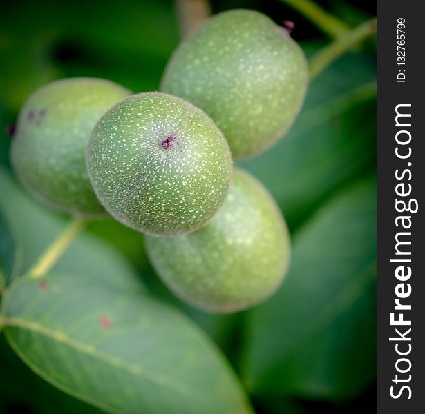 Fruit, Close Up, Macro Photography, Fruit Tree